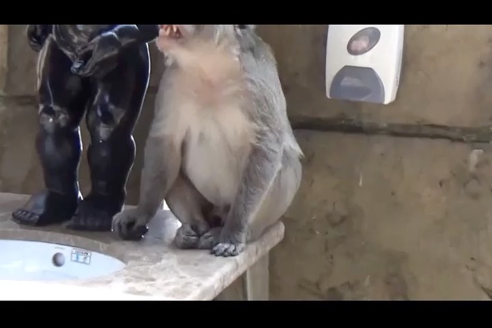 monkey_merge1-2